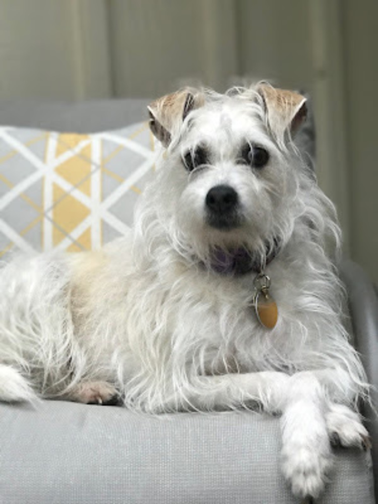 Meet your Posher, Bea